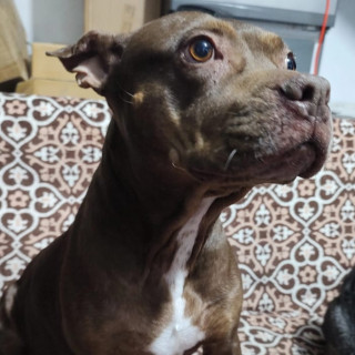 CIRUELA | Raza American Pitbull Terrier | Perdida