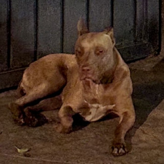  | Raza American Pitbull Terrier | Encontrada