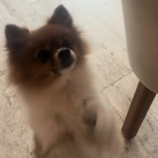 KIA | Raza Pomerania | Perdida