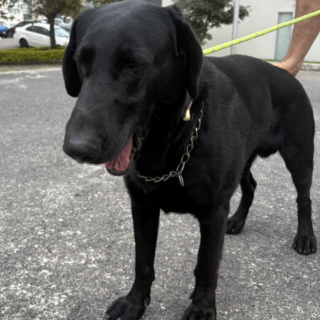  | Raza Mestizo cruza de Labrador | Final Feliz