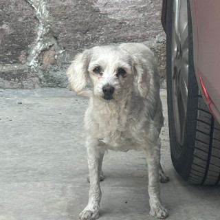  | Raza French Poodle o Caniche | Encontrada