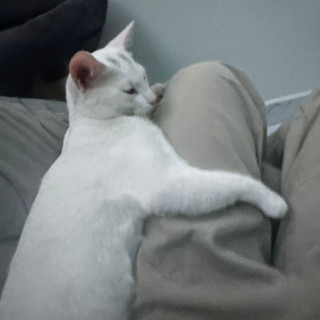 VALIKITIO, VALKI O GATO | Raza Doméstico Américano de Pelo Corto | Perdido