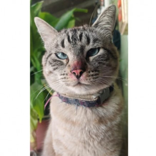 TONTÍN | Raza Aslan o Siamés Moderno Punto Tabby | Perdido