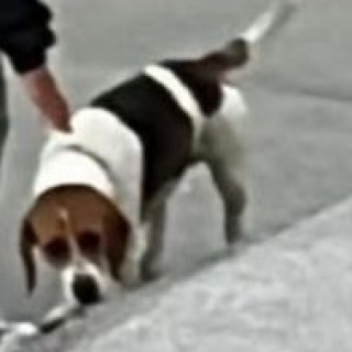 MAX | Raza Beagle | Perdido