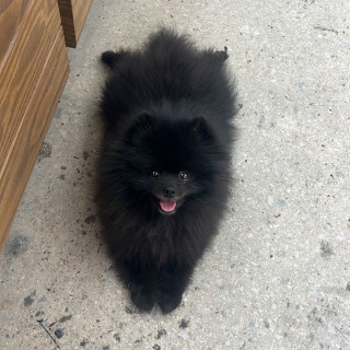 DORIAN | Raza Pomerania | Perdido