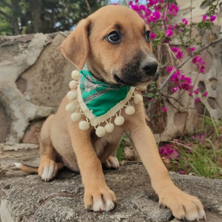 AVENITA | Raza Mestiza | En Adopción