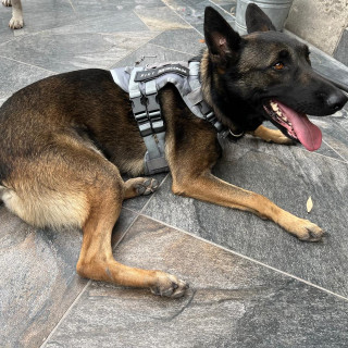 PIKY | Raza Pastor Belga Maliniois | Final Feliz