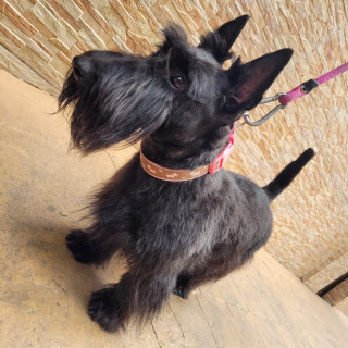 MUÑECA | Raza Terrier Escocés o Scottish Terrier | Perdida