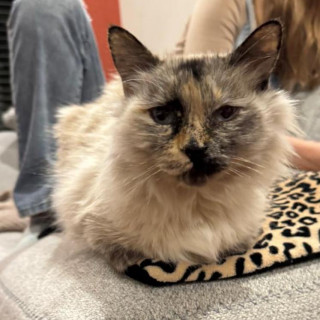 ISIS | Raza Balinés Punto Carey | Final Feliz