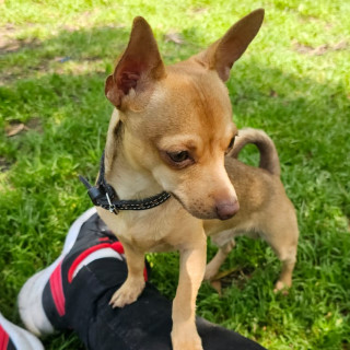 DOBBY | Raza Chihuahua | Perdido