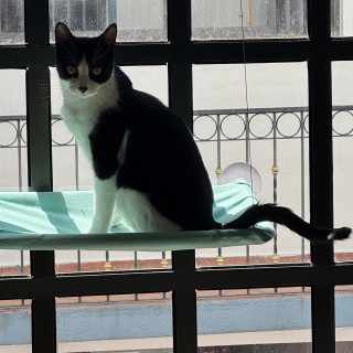 MILO | Raza Doméstico Américano de Pelo Corto | Final Feliz