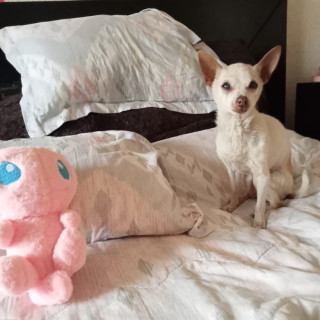 DIONI | Raza Chihuahua | Final Feliz