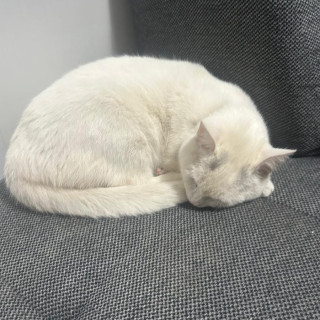 LUNA | Raza Khao Manee | Perdida