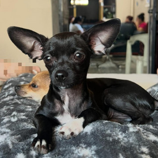 CIRILA | Raza Chihuahua | Perdida