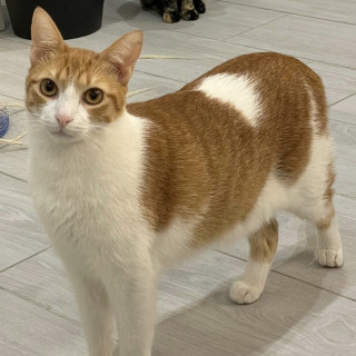 RON | Raza Doméstico Americano de pelo corto | Perdido