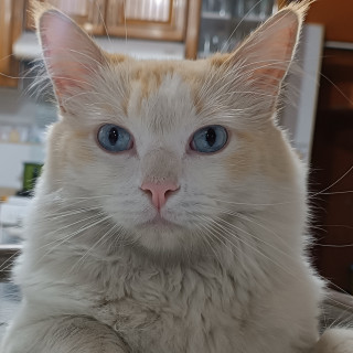 SHIRO | Raza Doméstico Americano de pelo semilargo | Perdido