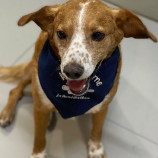 BENNY | Raza Mestizo | En Adopción