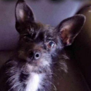 LILA | Raza Mestiza, cruza de Chihuahua con Schnauzer,  (Chizer) | Perdida