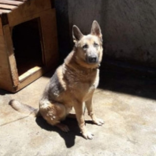 KIBER | Raza Pastor Alemán | Perdido