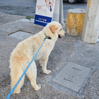 POLO | Raza Mestizo, Cruza De Labrador Con Husky | Perdido