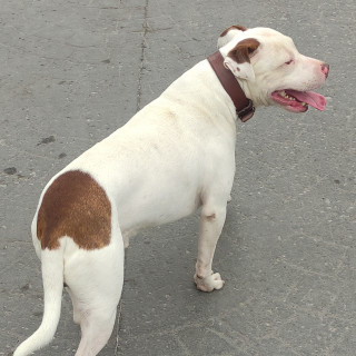  | Raza American Pitbull Terrier | Final Feliz