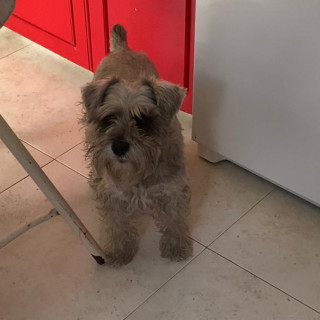 TITA | Raza Schnauzer | Perdida