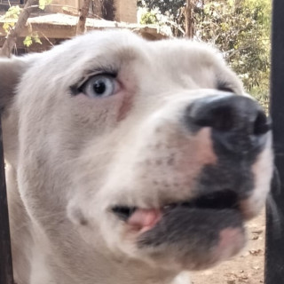 CIELO | Raza Mestiza, cruza de Bóxer con Husky Siberiano | Perdida