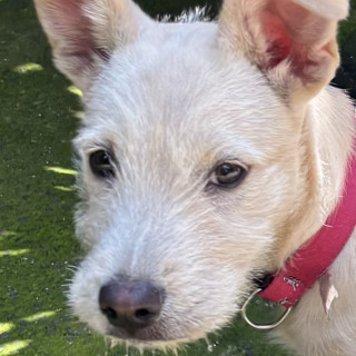  | Raza Mestiza | Encontrada