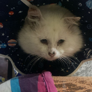 TOMOE | Raza Angora Turco | Perdido