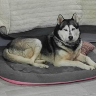 LOBO | Raza Husky Siberiano | Final Feliz