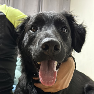 LUCCA | Raza Mestizo,  cruza de Border Collie con Labrador | Final Feliz