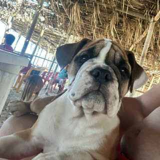 NAMI | Raza Bulldog Inglés  | Perdida