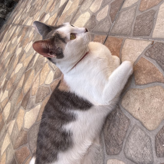 YOLTZIN | Raza Calicó de pelo corto | Perdida