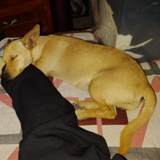 DONITA | Raza Mestiza, cruza de Chihuahua con Dachshund o Salchicha, (Chiwinnie) | Perdida