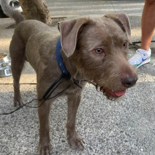  | Raza Mestizo, cruza de Schnauzer | Encontrado