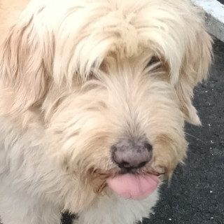  | Raza Mestizo | Encontrado