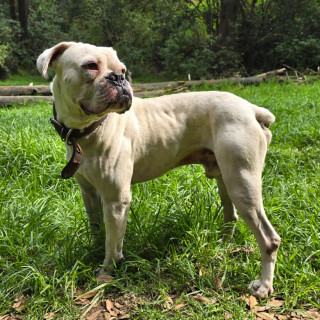 DANTE | Raza Bóxer  | Perdido