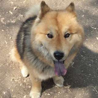 MILY | Raza Mestiza, cruza de Chow Chow | Perdida