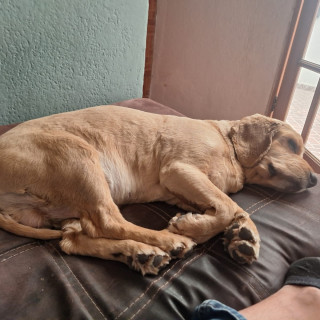 MOKA | Raza Cocker Spaniel | Perdido