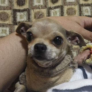 MORGAN | Raza Chihuahua | Perdido