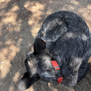 BINGO | Raza Ganadero Australiano Blue Heeler  | Perdido