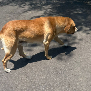 PAPUCHO | Raza Mestizo, cruza de American Pitbull Terrier con Labrador | Final Feliz