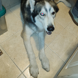  | Raza Husky Siberiano | Final Feliz