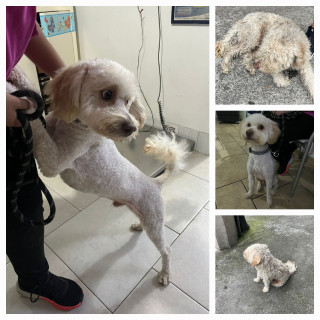  | Raza Mestizo, cruza de French Poodle | Encontrado