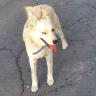 CONCHA | Raza Husky Siberiano | Perdida