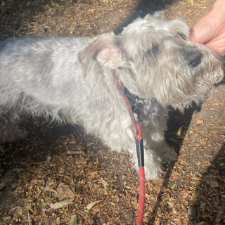  | Raza Schnauzer | Final Feliz