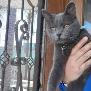 ZENITSU | Raza Ruso Azul | Final Feliz