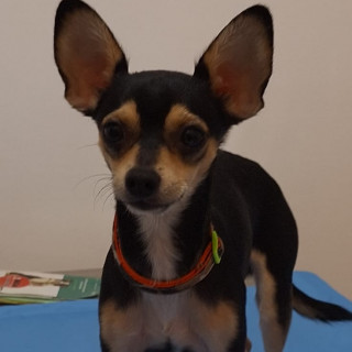 MAX | Raza Chihuahua | Final Feliz