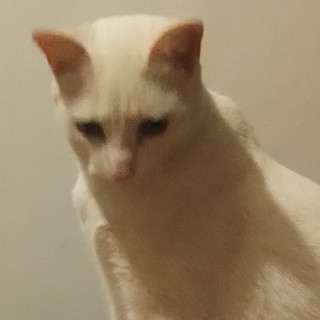 CIEGO | Raza Khao Manee | Perdido