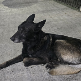  | Raza Pastor Belga Malinois | Encontrado